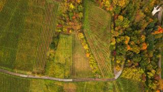Vue aérienne de parcelles de vigne bordées de forêt aux couleurs d'automne
