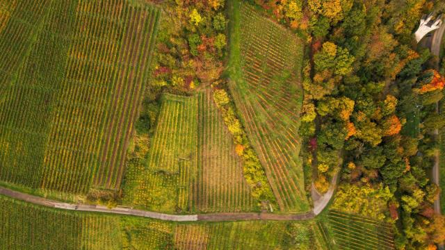 Les AOC du vin suisse, entre droit fédéral et cantons Vue aérienne de parcelles de vigne bordées de forêt aux couleurs d'automne