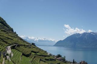 Coteau de vignes en terrasses à pic au-dessus du Léman, sous un ciel clair
