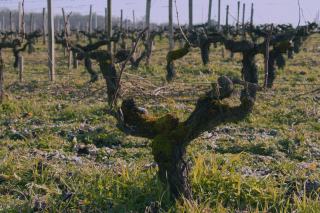Vieux ceps noueux et tortueux dans une vigne en hiver
