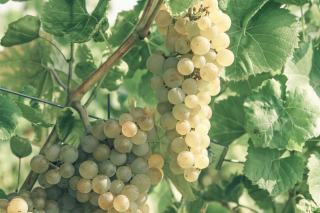 Grappes de raisin blanc doré mûr pendant entre les feuilles de vigne