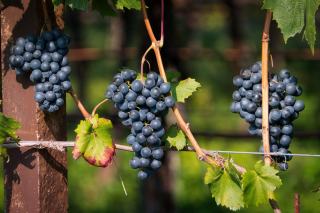 Grappes de raisin rouge foncé pendant au cep, feuillage en arrière-plan