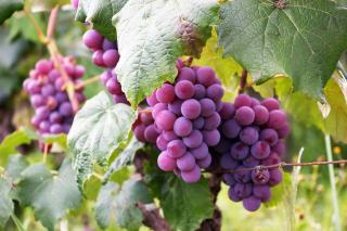 Grappes de raisin violet mûrissant parmi les feuilles vertes de la vigne