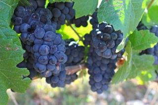 Grappes serrées de raisin noir bleuté sur la vigne, vue rapprochée
