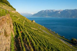 Vignes en terrasses de Lavaux et leurs murs de pierre au-dessus du Léman, face aux Alpes