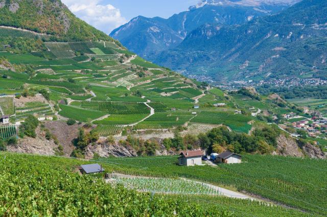 Marcher dans les vignobles suisses : itinéraires, bisses et équipement Chemins serpentant entre les vignes en terrasses d'une vallée alpine