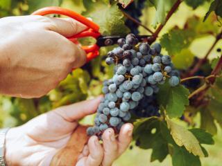 Mains coupant une grappe de raisin noir au sécateur pendant les vendanges