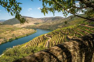 Vignes en terrasses au-dessus d'une rivière dans la région de Toro, en Espagne