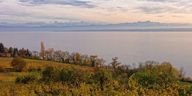 Genève, petit canton et grand vignoble Vignes aux couleurs d'automne au bord du Léman, chaîne des Alpes à l'horizon