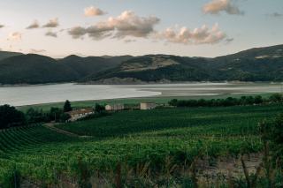 Vignes au bord d'un lac au crépuscule, collines boisées en arrière-plan