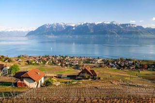 Village vigneron et vignes au-dessus du Léman, Alpes enneigées en arrière-plan