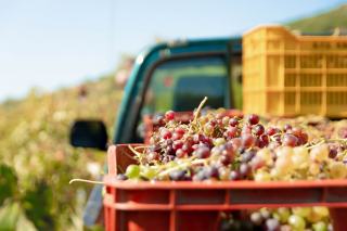 Caisse de raisins blancs et rouges fraîchement vendangés, vignoble en arrière-plan
