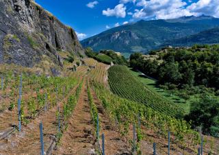 Rangs de vigne sur un coteau de Sion, rocher et montagnes sous un ciel bleu